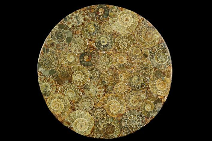 Composite Plate Of Agatized Ammonite Fossils #130556